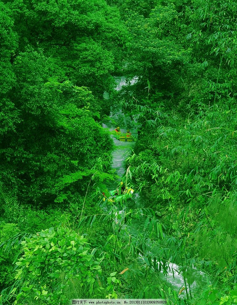 绿叶 竹林 森林 树林 树木 绿地 绿树林 国内旅游 旅游摄影 摄影 300d图片