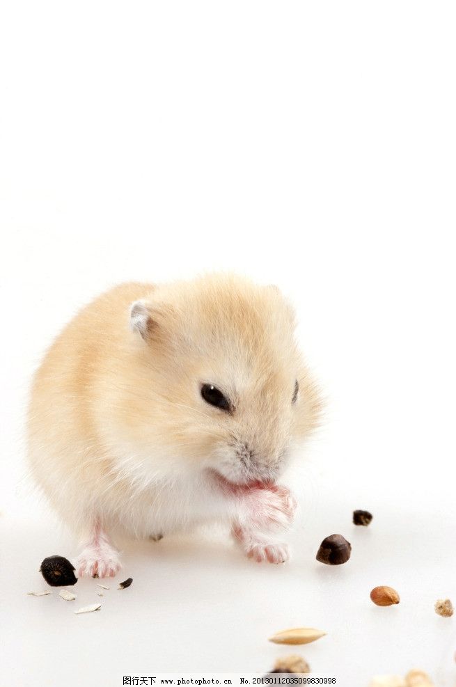 老鼠图片,白鼠 吃东西 食物 谷物 野生动物 生物