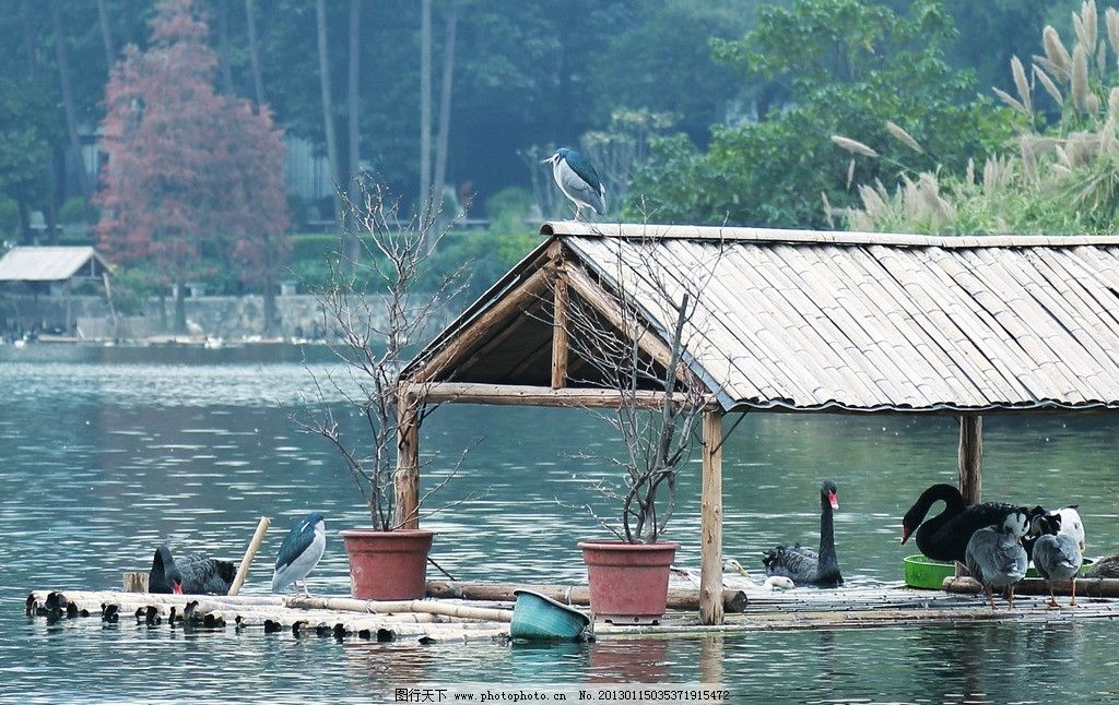水鸟图片,野鸭 鸬鹚 风景 湖水 栖息 游水 鸟类-