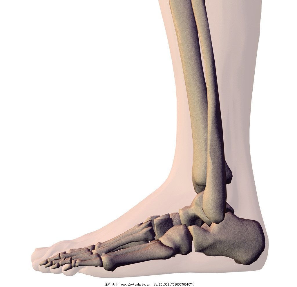脚部骨骼图片