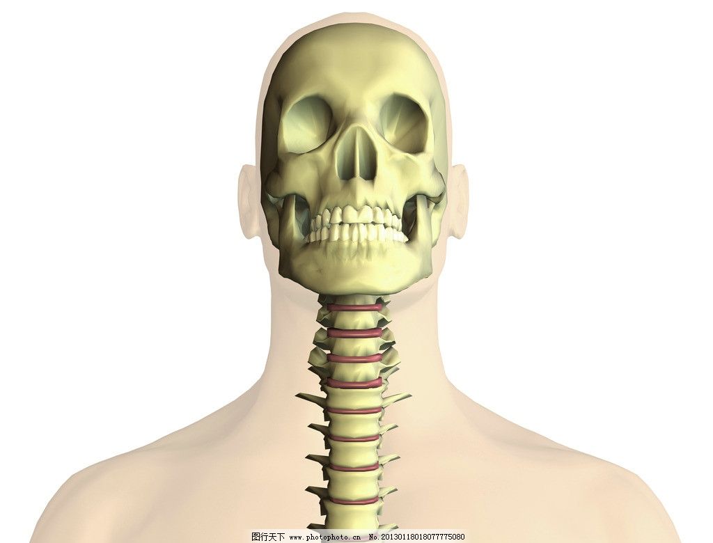 颈椎骨图片