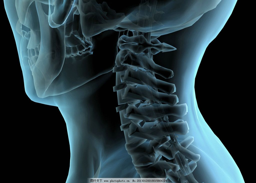 颈椎骨图片