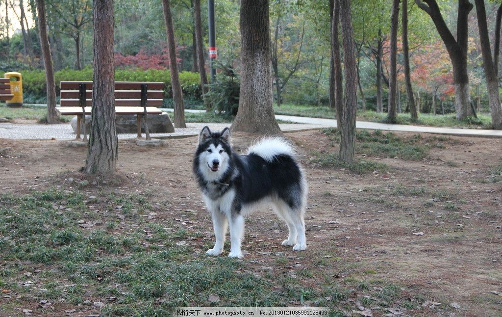 阿拉斯加 犬 宠物狗 小狗狗 小动物 犬类图片 萌 可爱 蠢 摄影