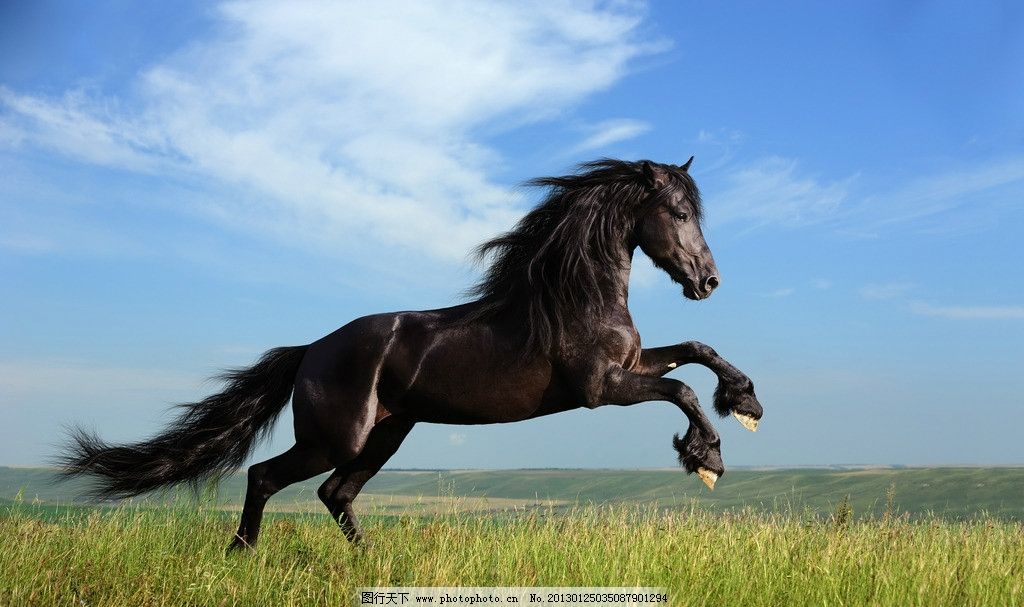 骏马奔腾图片