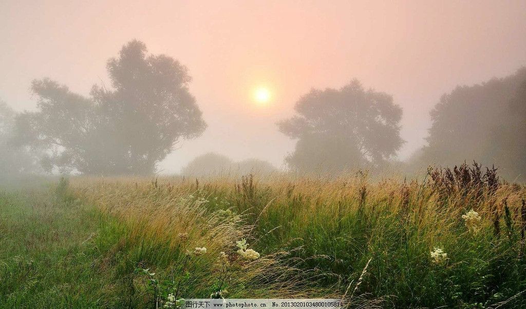 大雾弥漫 唯美雾境高清 阳光 落叶 森林 桌面壁纸 早晨 自然风景