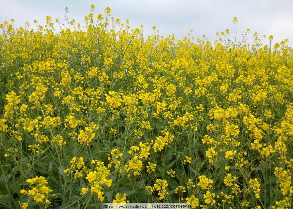 油菜花图片图片