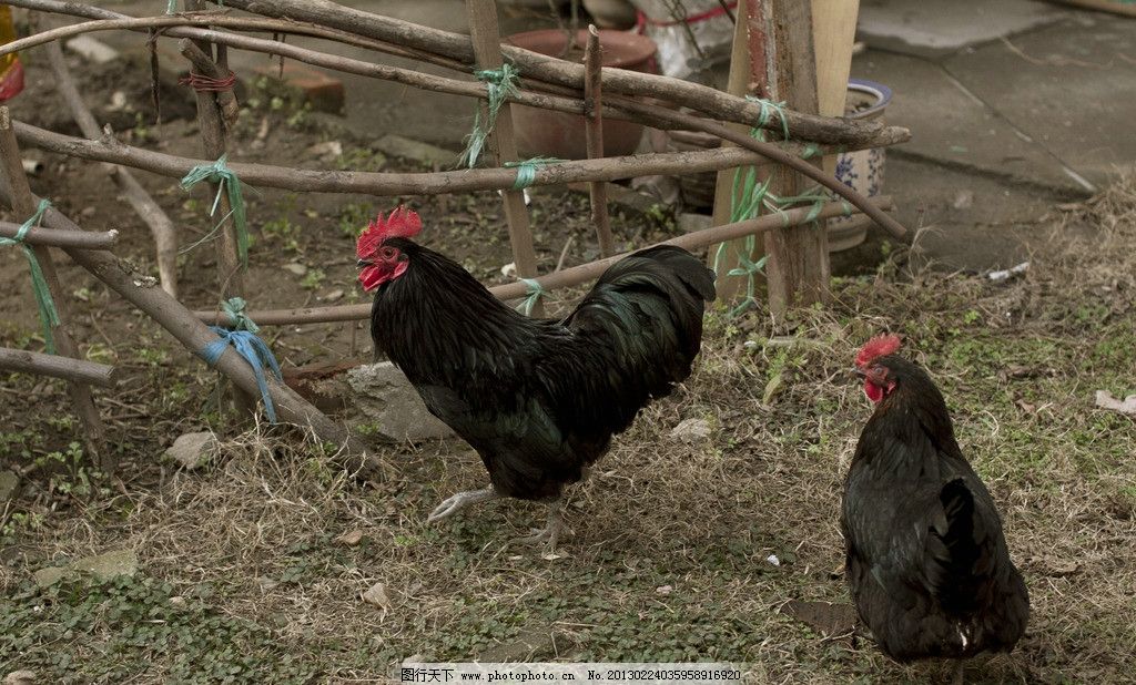 开屏新闻客户端