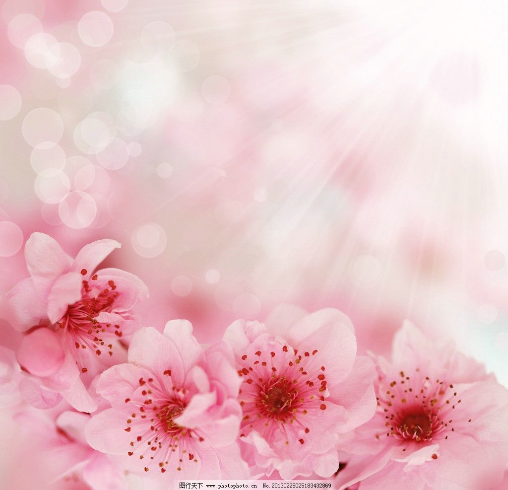 梦幻 浪漫樱花/梦幻浪漫樱花图片
