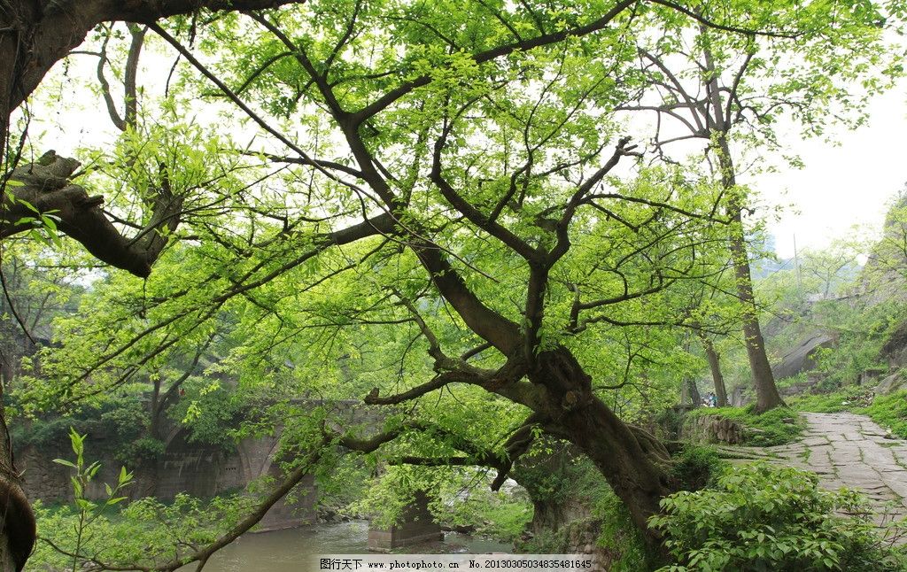 东溪黄葛树图片,古树 大树 绿叶 春天 自然风景 自然景观-图行天下图库