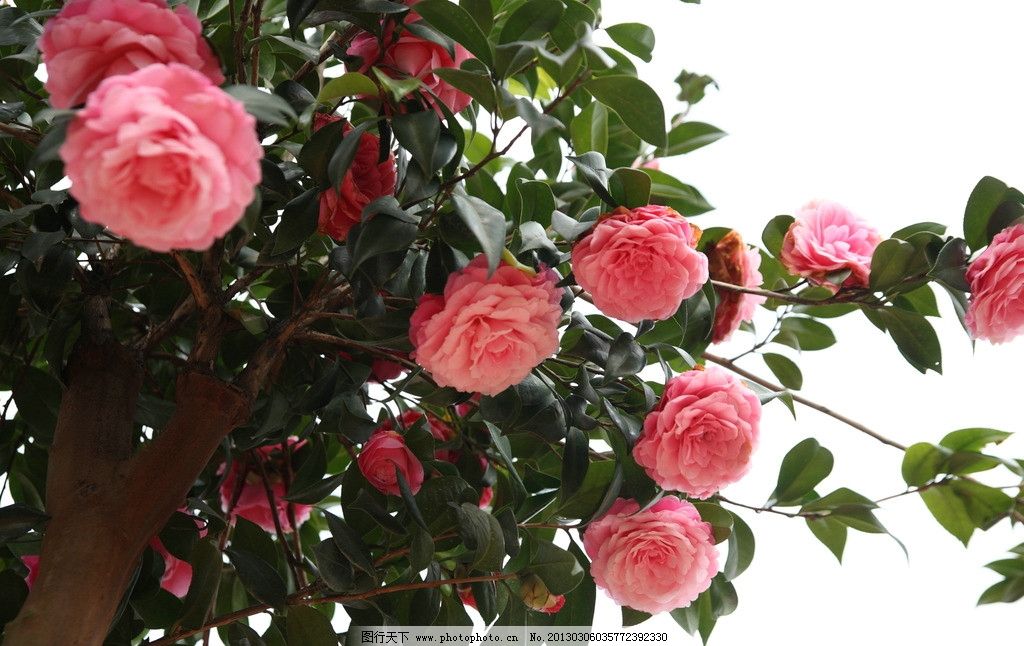 花花世界 不一般的美丽