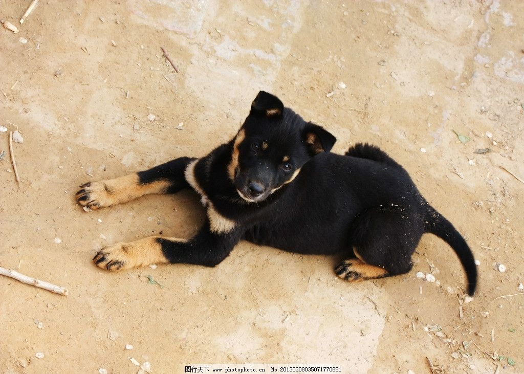 小黑狗因不吉利被遗弃,好心女子救活它后,没想到有人愿高价买它