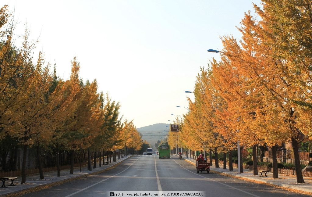 林荫大道图片,旅游区 景区规划 交通建设 现代交