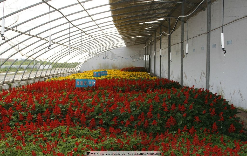 花卉种植图片_农业生产_现代科技_图行天下图
