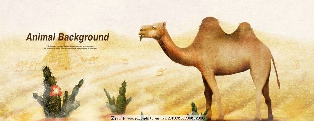沙漠骆驼图片_其他_PSD分层_图行天下图库
