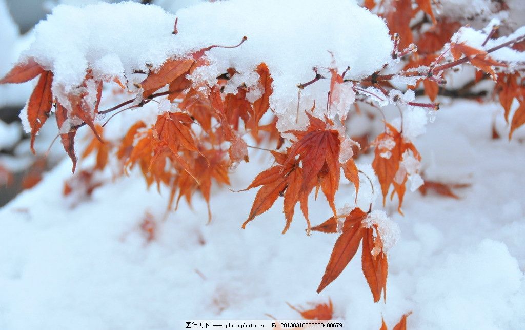 枫叶雪景 枫树 枫叶 雪 雪景 冬天的枫树 300dpi jpg 树木树叶 生物世图片