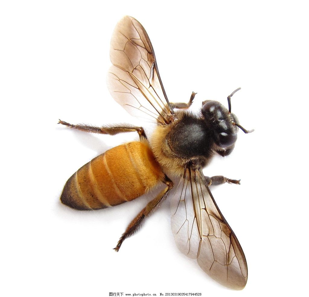 蜜蜂解剖图 矢量蜜蜂 蜜设计图__广告设计_广告设计_设计图库_昵图网nipic.com