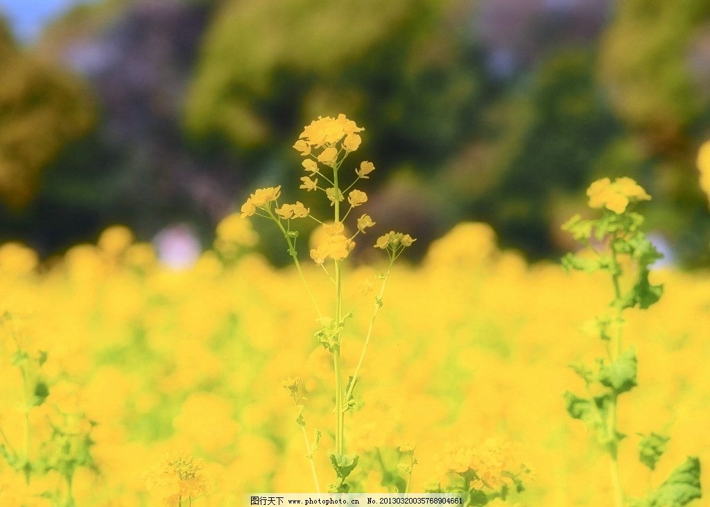 油菜花图片图片