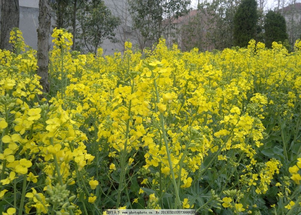 油菜花图片图片