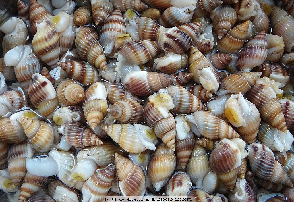 海螺丝图片,小海螺 海锥 海鲜 海产品 食材 传统小吃-图行天下图库