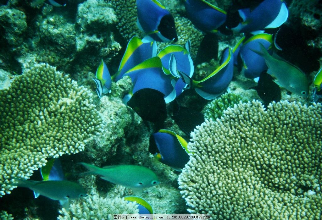 海底世界 海底生物 海底 水底 珊瑚 水草 海藻 水 海水 水泡 金鱼 鱼 动物 生物 动物世界 野生动物 其他生物 生物世界 海底景观 鱼类 海葵 海 海底鱼 蓝色背景 热带鱼 海草 石头 蓝色大海 海洋 海洋世界 风景 海洋公园 青岛海洋公园 青 72DPI JPG 国内旅游 旅游摄影 摄影