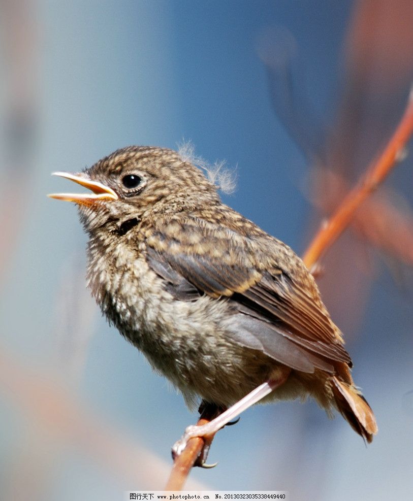 藤浦惠,白头翁幼鸟吃什么,保险早会图片,子瀚凯