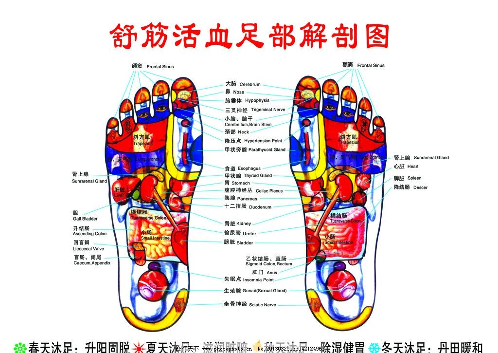 足部解剖图图片