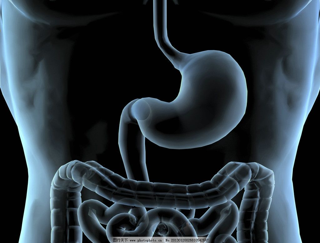 写实胃 胃结构 胃医学解剖 胃剖面模型 胃部医学模型 虚拟现模型-人体器官模型库-Cinema 4D(.c4d)模型下载-cg模型网
