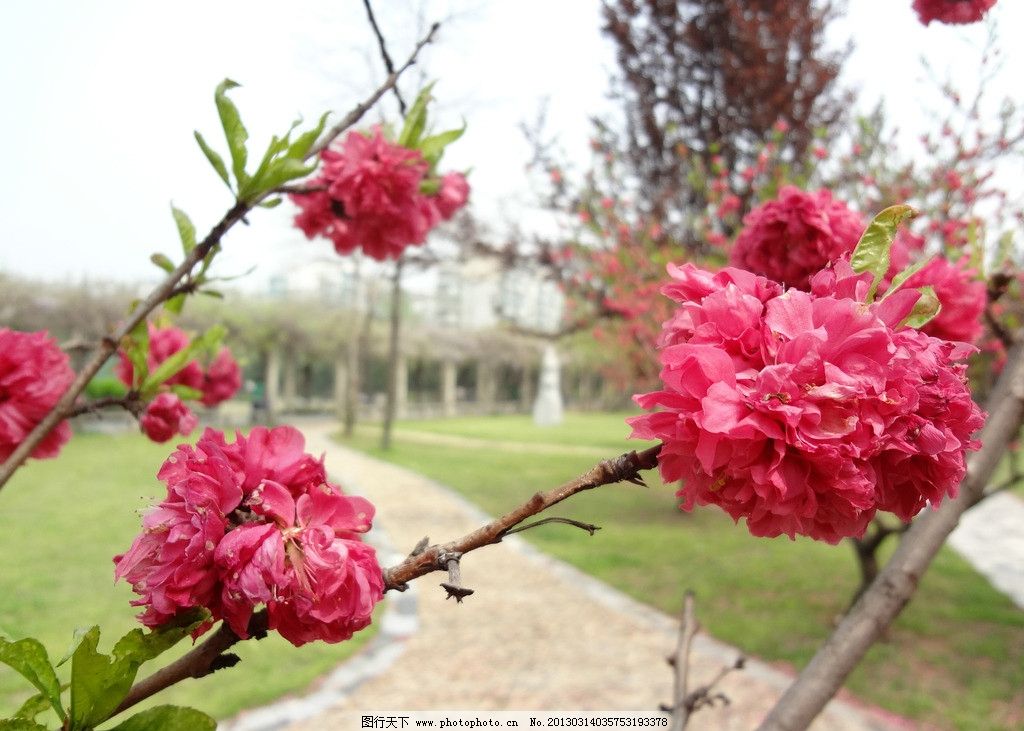 碧桃,花,桃花,校园一角,春花,春,春游,花草,生物世界,摄影,72DPI,JPG