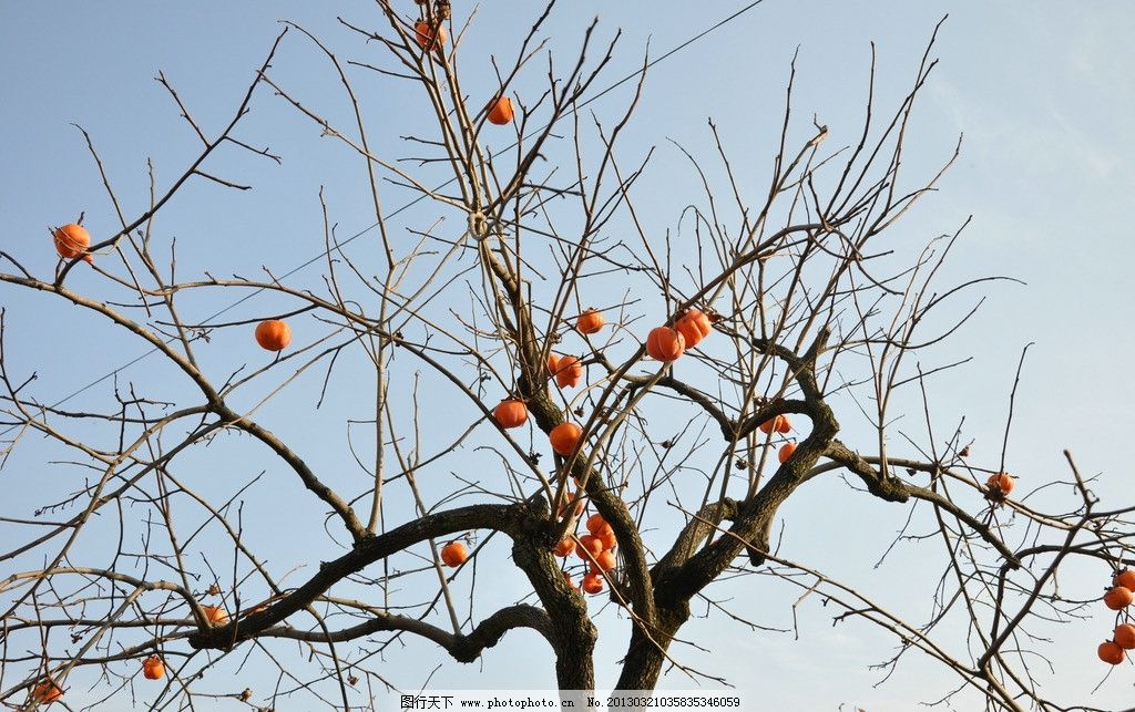 柿子树,果树,自然风景,柿子,黄山,树木树叶,生物世界,摄影,300DPI,JPG