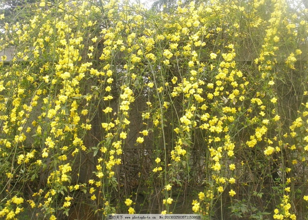 哈市迎春花開放